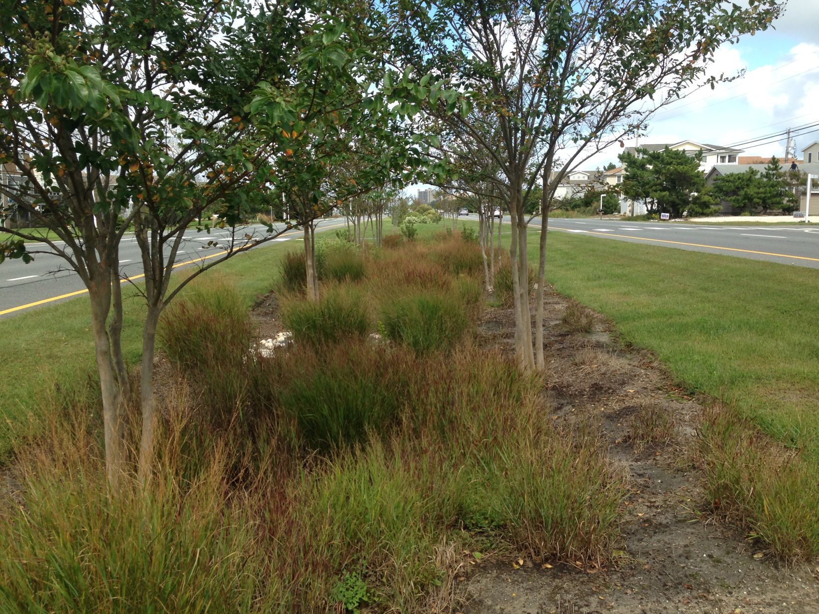 Bioretention facilities installed in the median in South Bethany in 2012